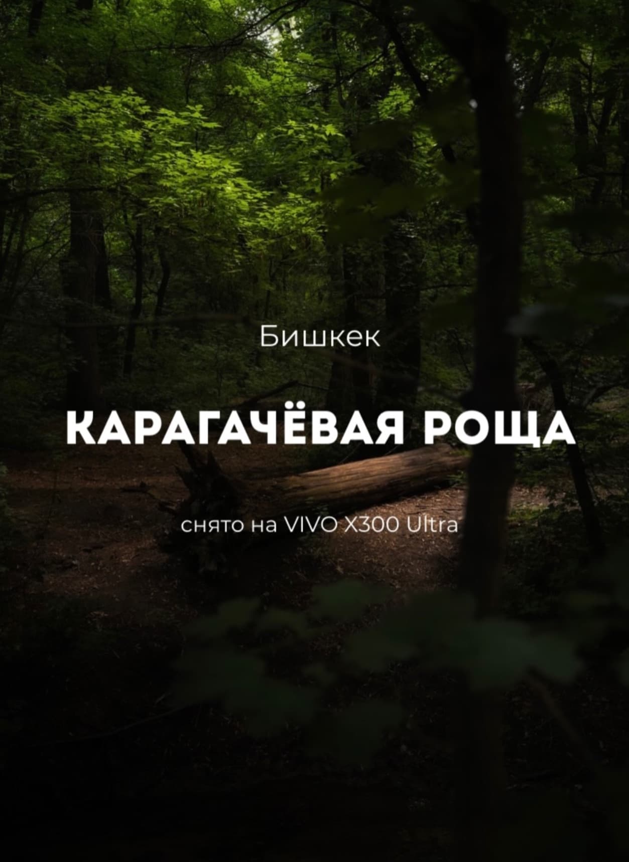 Карагачёвая роща — снято на VIVO X300 Ultra